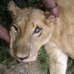 lion-killed-QENP