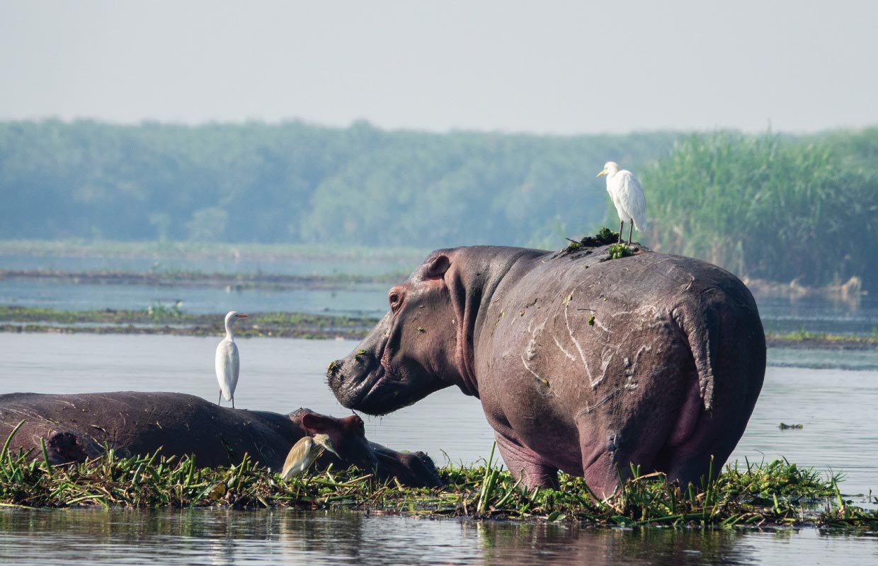 Hippos in Murchison Falls National Park