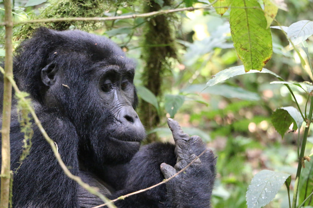 Ugandan Gorilla