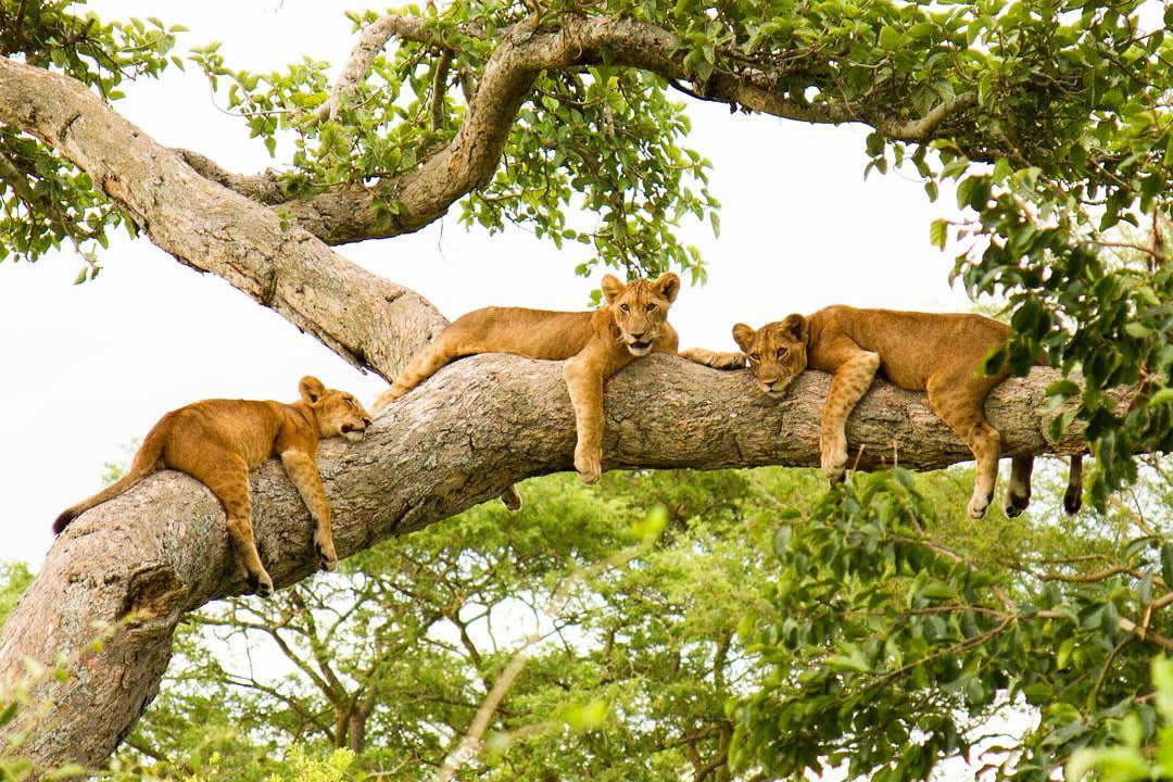 Tree Climbing Lions in Ishasha