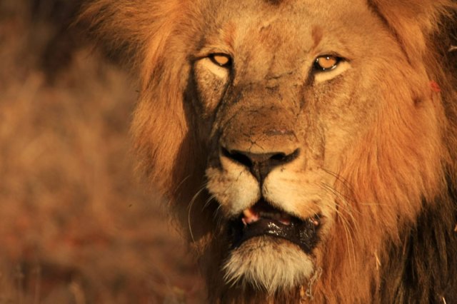 Lions in Uganda