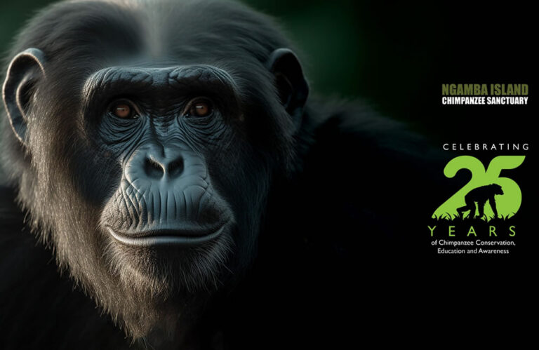 World Chimpanzee Day at Ngamba Islands